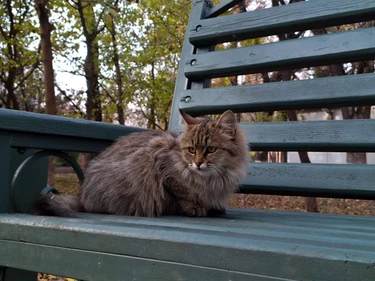 Жители Ташкента сообщают о массовой гибели уличных кошек