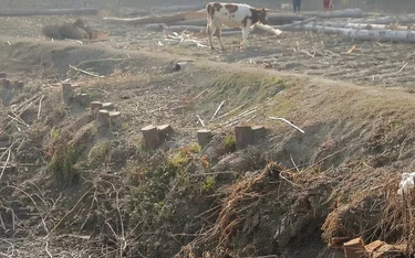 В Самаркандской области вырубили почти тысячу деревьев при бетонировании канала