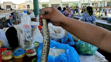 Jizzaxda fuqaro ilonni tiriklayin yeb yubordi